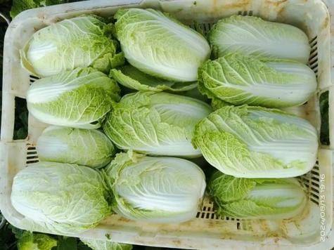 The method of planting dolls