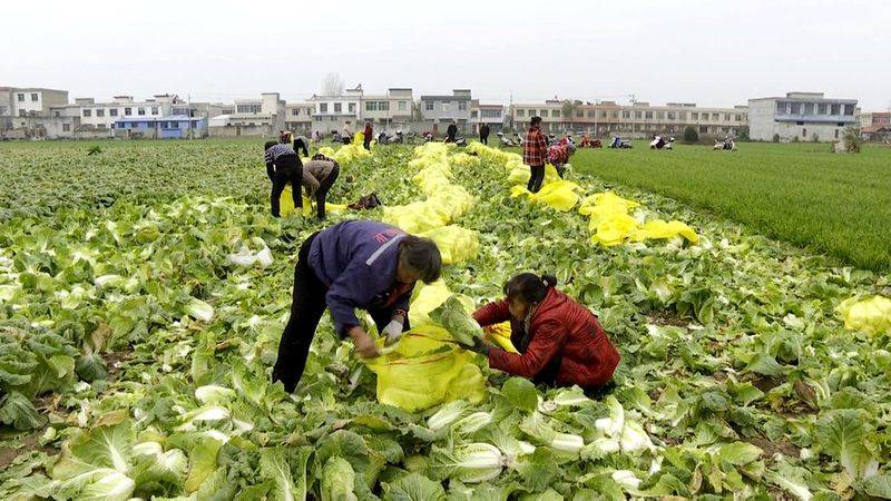 The method of planting dolls