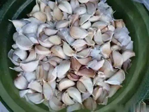 大蒜种植技术视频