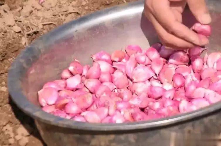 大蒜种植技术视频