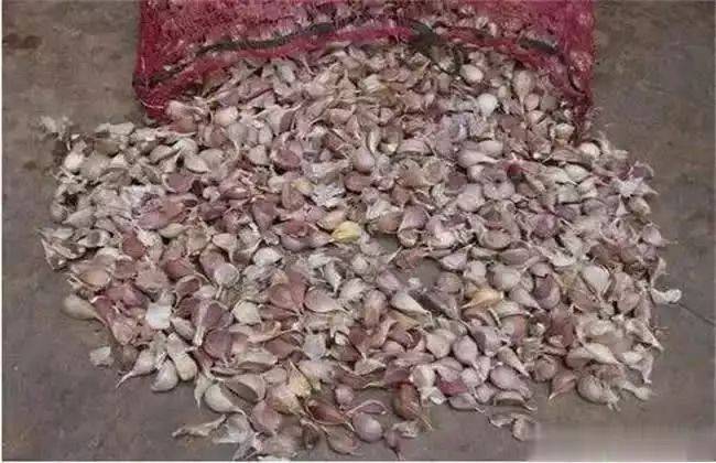 大蒜种植技术视频