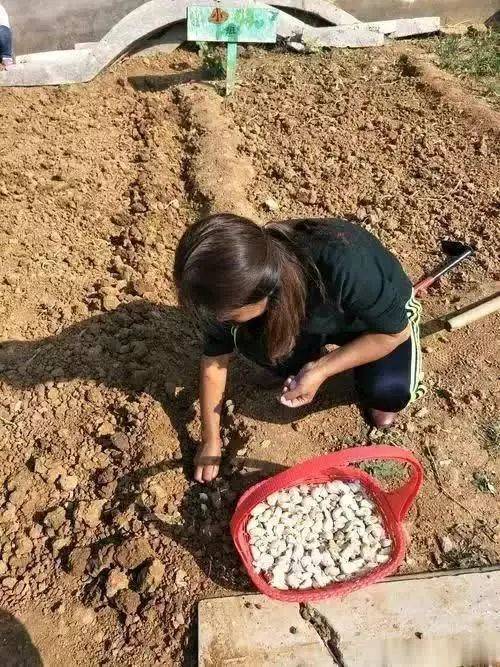 大蒜种植技术视频