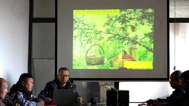 Picture of the method of planting the pepper tree