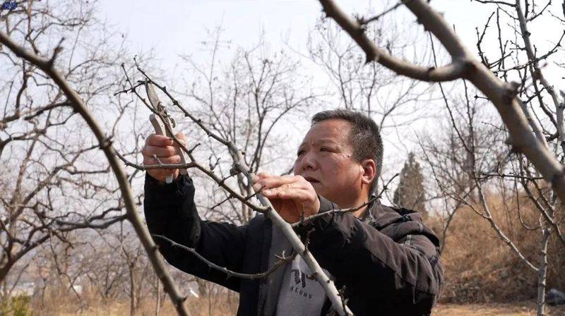 Picture of the method of planting the pepper tree
