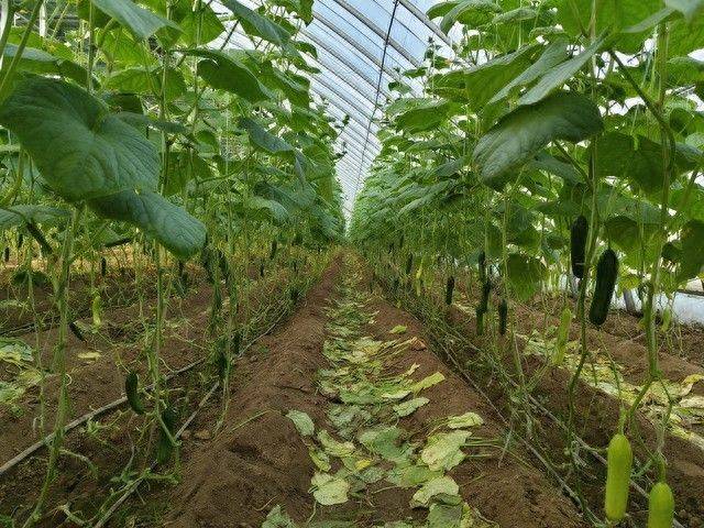 地黄瓜种植技术