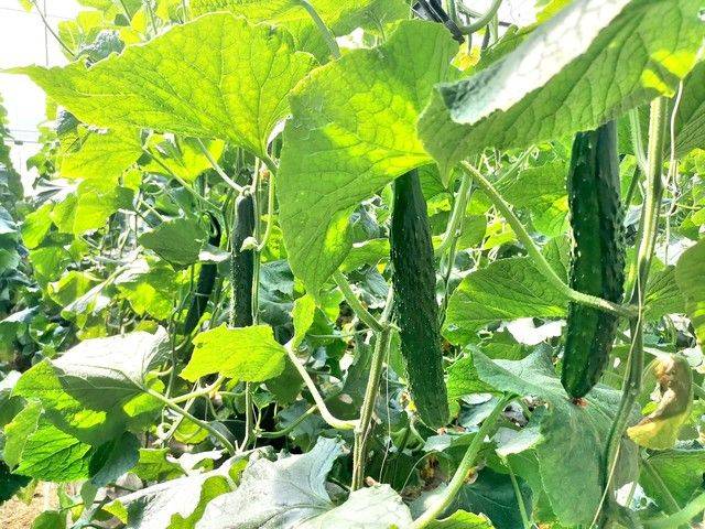 地黄瓜种植技术