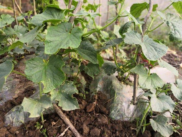 地黄瓜种植技术