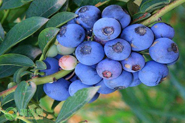 Pineapple planting plant