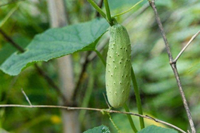 Technology for cucumber cultivation
