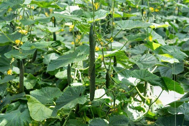 Technology for cucumber cultivation