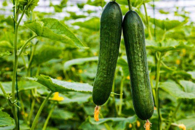 Technology for cucumber cultivation