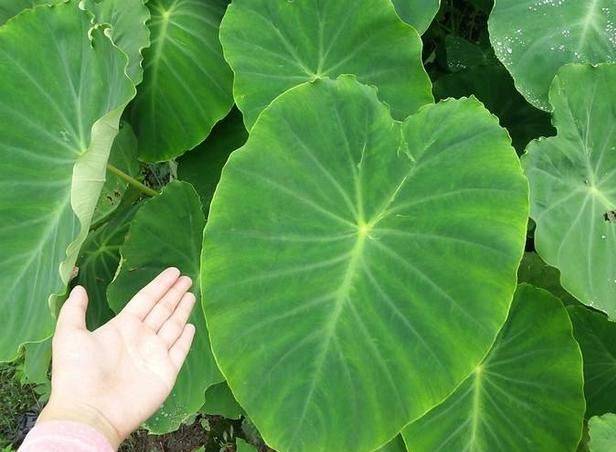 The method of planting tara