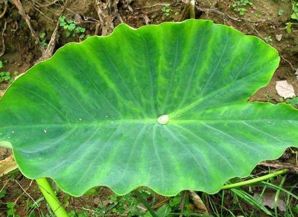 The method of planting tara