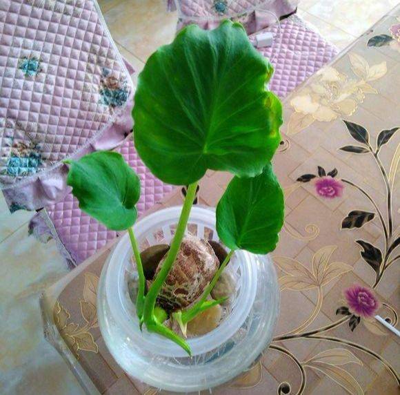 The method of planting tara