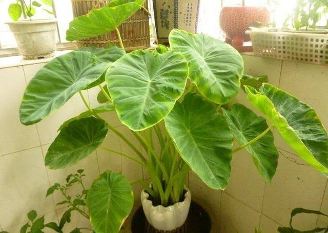 The method of planting tara