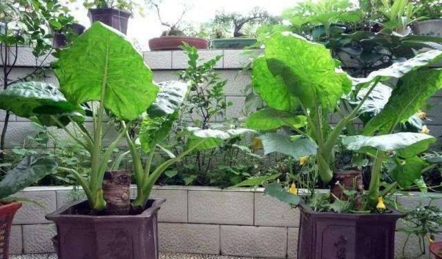 The method of planting tara