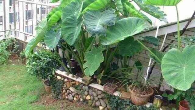 The method of planting tara