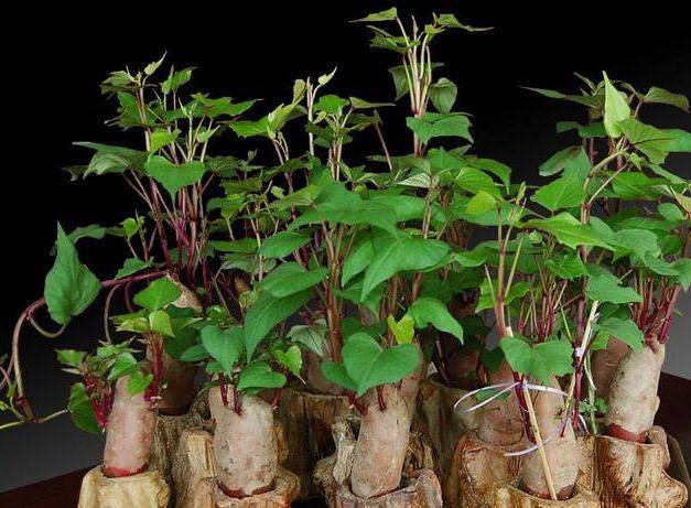 The method of planting tara