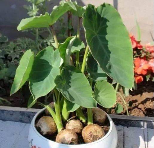 The method of planting tara