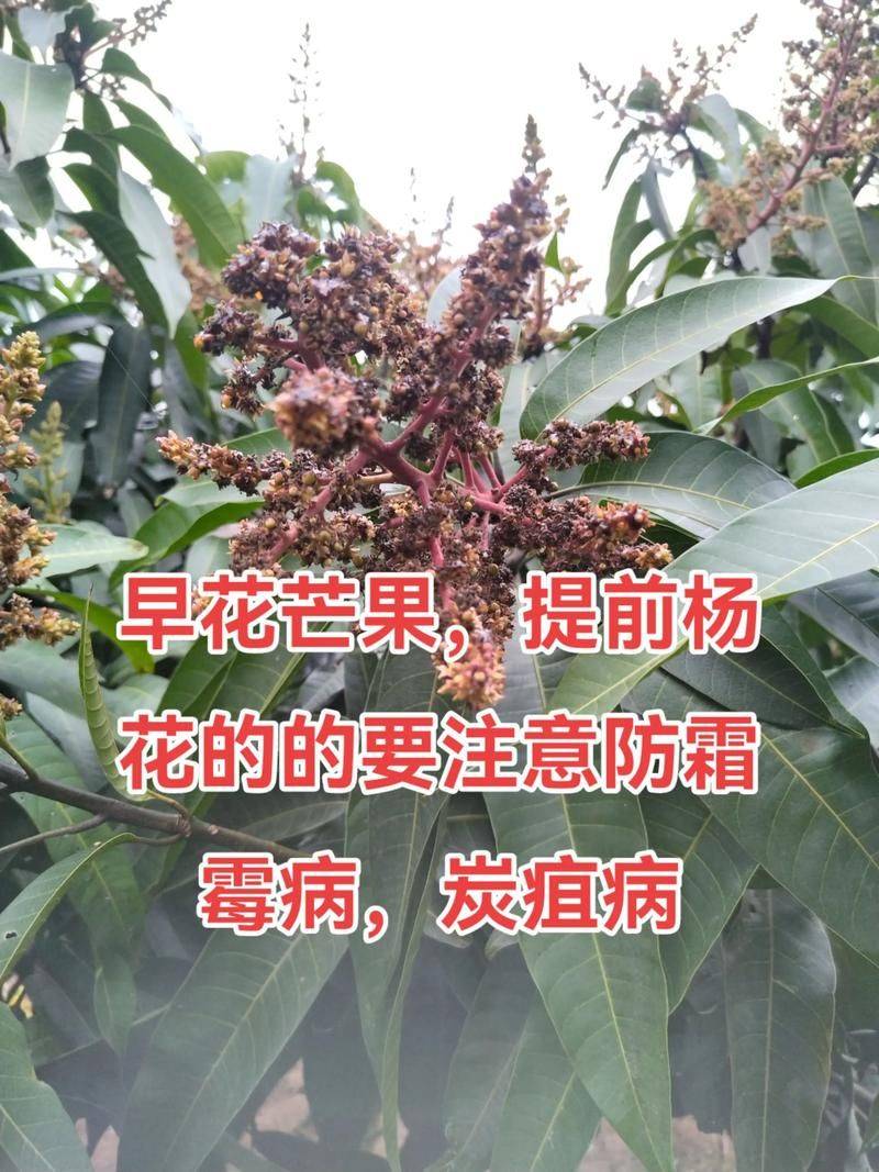 种植技术视频下载