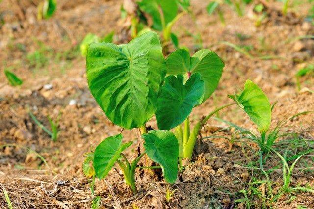 The method of planting tara