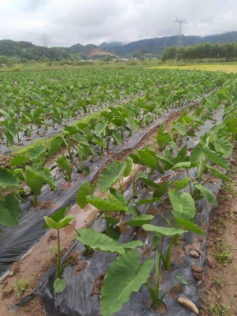 The method of planting tara