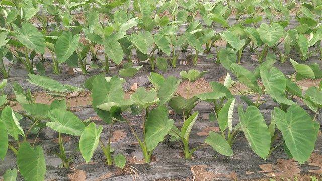 The method of planting tara