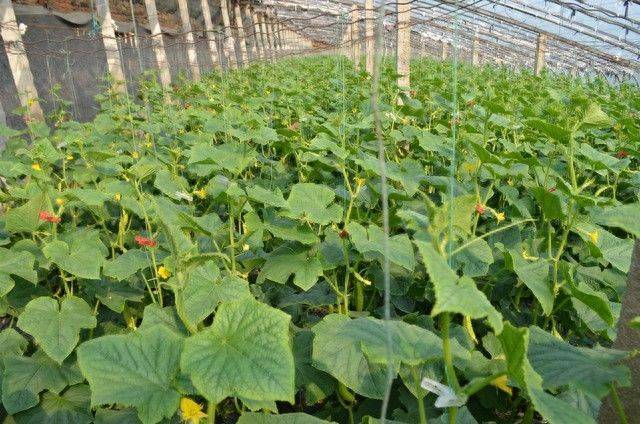 Technology for cucumber cultivation