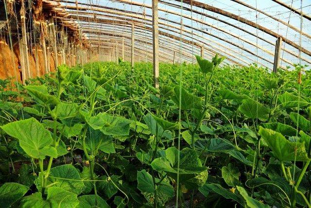Technology for cucumber cultivation