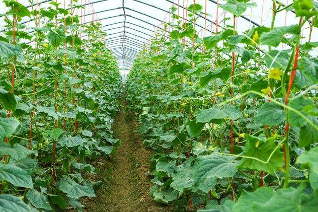 Technology for cucumber cultivation