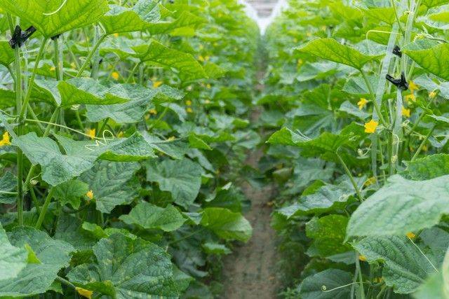 Technology for cucumber cultivation