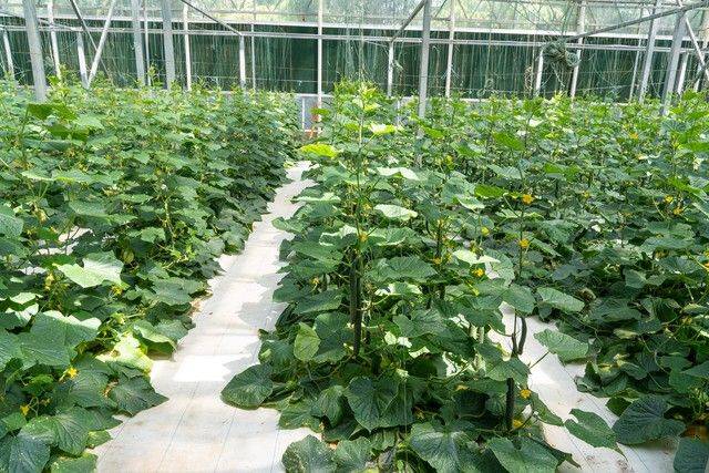 Technology for cucumber cultivation