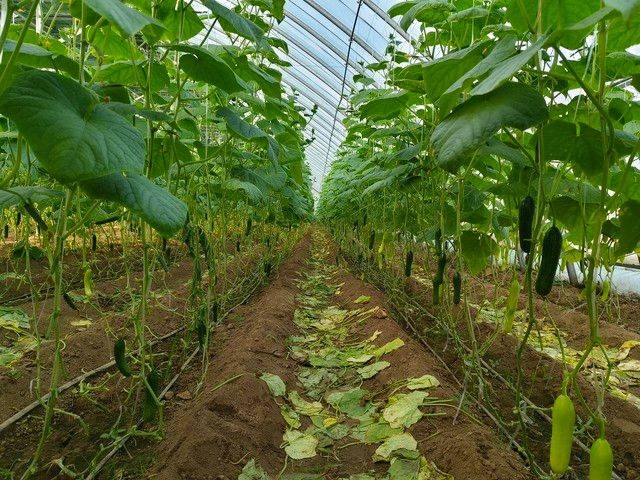 Technology for cucumber cultivation