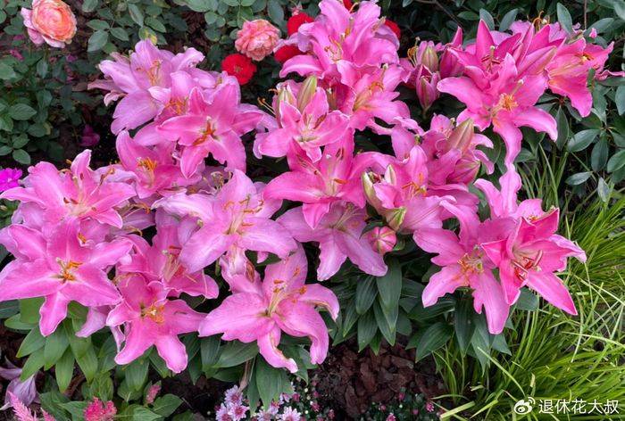 Lilies cultivation methods