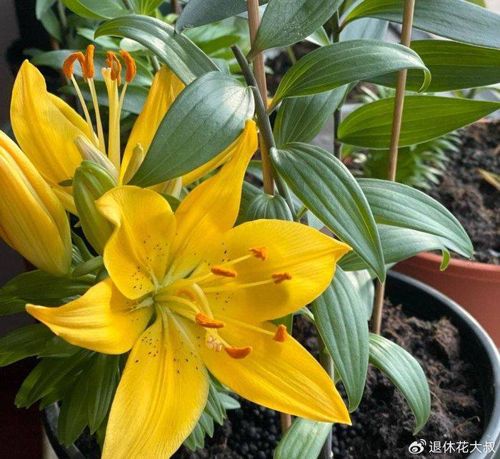 Lilies cultivation methods