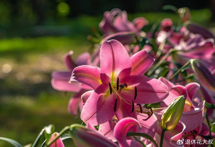 Lilies cultivation methods