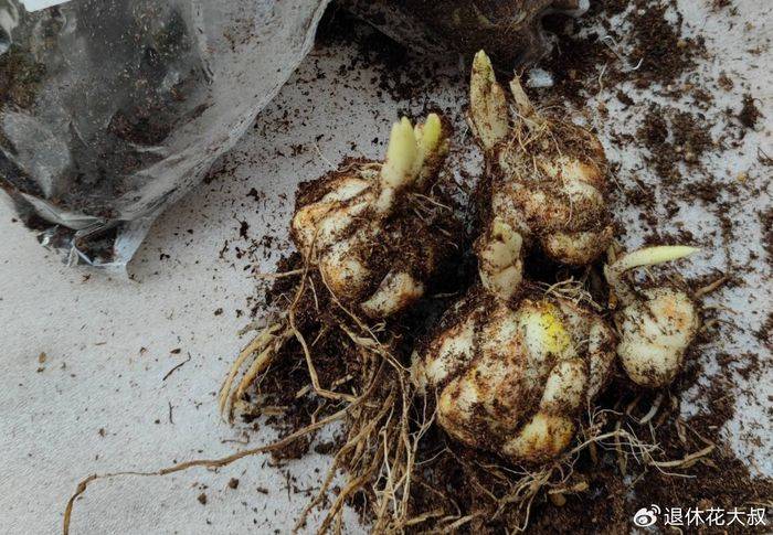 Lilies cultivation methods