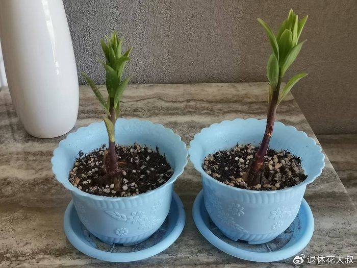 Lilies cultivation methods