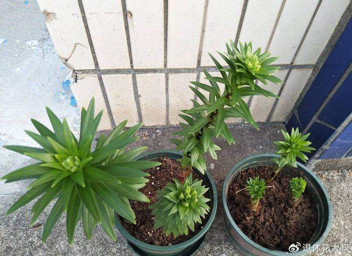 Lilies cultivation methods