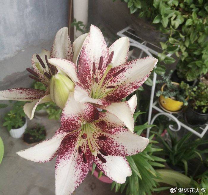 Lilies cultivation methods