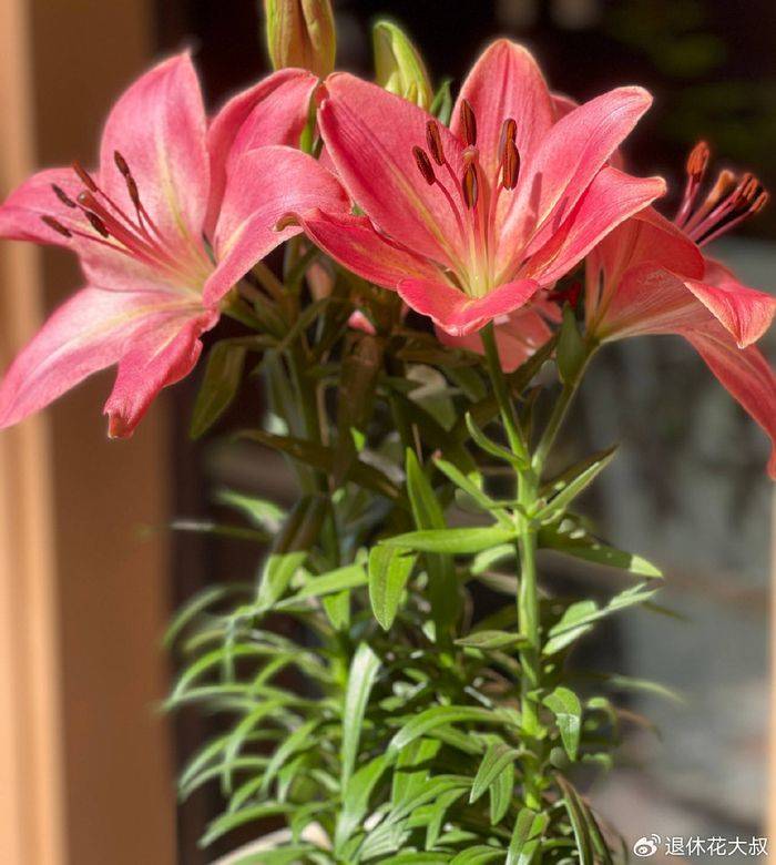 Lilies cultivation methods