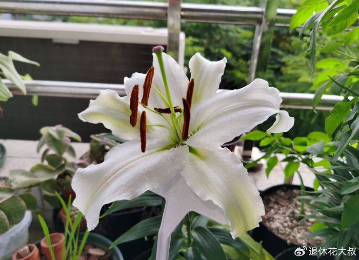 Lilies cultivation methods