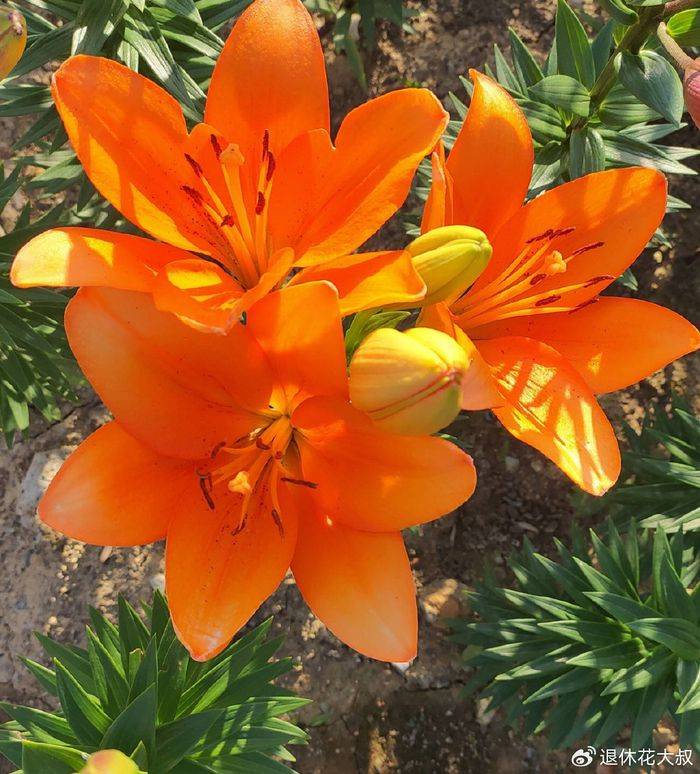 Lilies cultivation methods