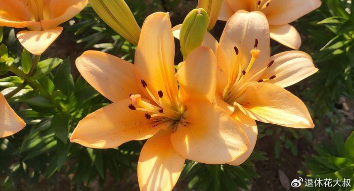 Lilies cultivation methods