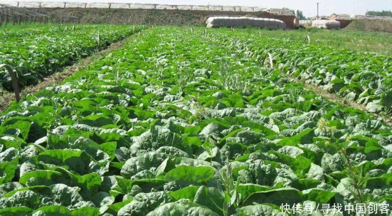 The method of planting dolls