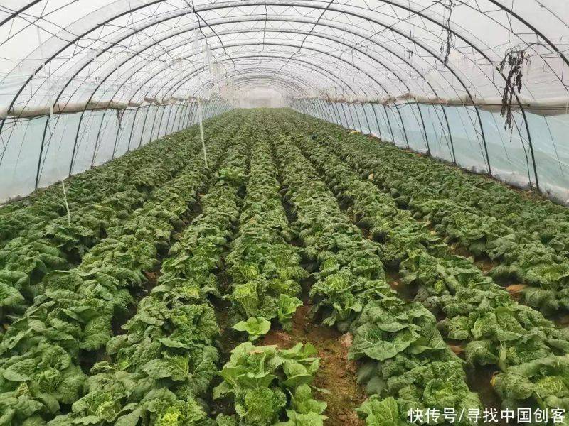 The method of planting dolls