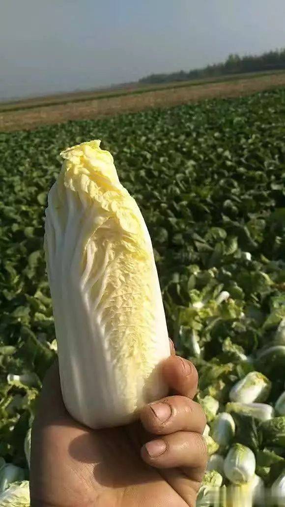 The method of planting dolls