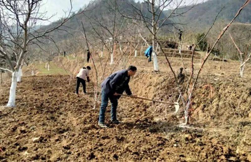 Picture of the method of planting the pepper tree