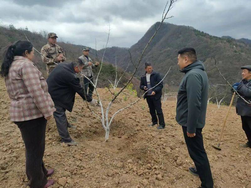 Picture of the method of planting the pepper tree