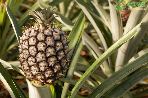 Pineapple planting plant